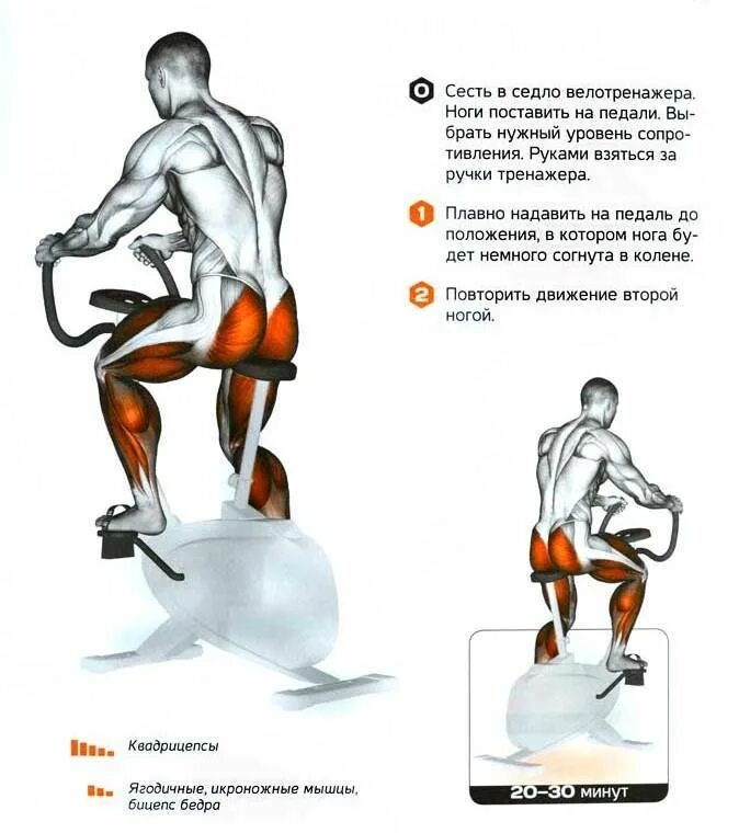 Какие группы мышц работают при езде. Какие мышцы работают на велотренажере. тренировка на велотренажере какие мышцы работают. тренажер велосипед какие мышцы работают. мышцы задействованные на велотренажере.