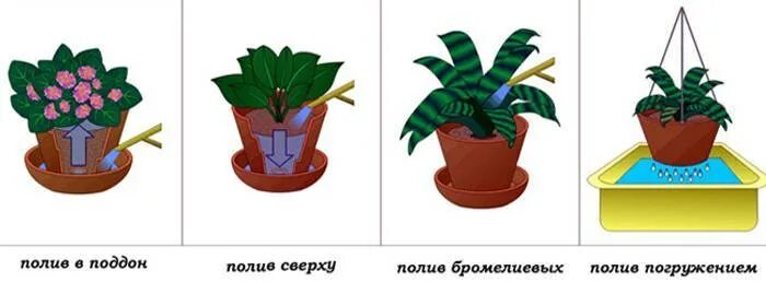 Как правильно поливать цветы