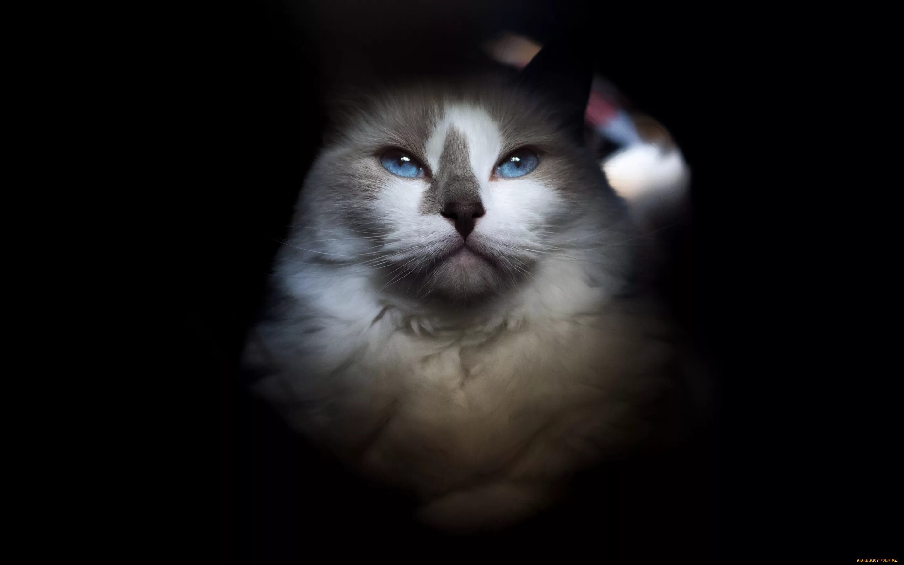 Котенок котэ в темноте. Кот из темноты. черный фон голубоглазый кот. коты ф темноте. обои на телефон кот в темноте.