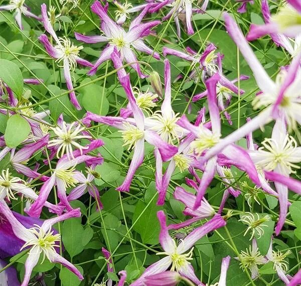 Саженцы Клематис жгучий Рубра Маргината (Clematis flammuila Rubra Marginata) куп
