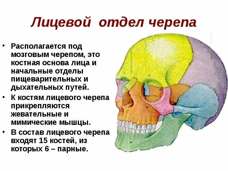 Скелет головы особенности строения. Скелет черепа лицевой и мозговой отдел. Череп анатомия мозговой и лицевой отдел. Скелет головы лицевой отдел мозговой отдел. Функции мозгового и лицевого отделов черепа.