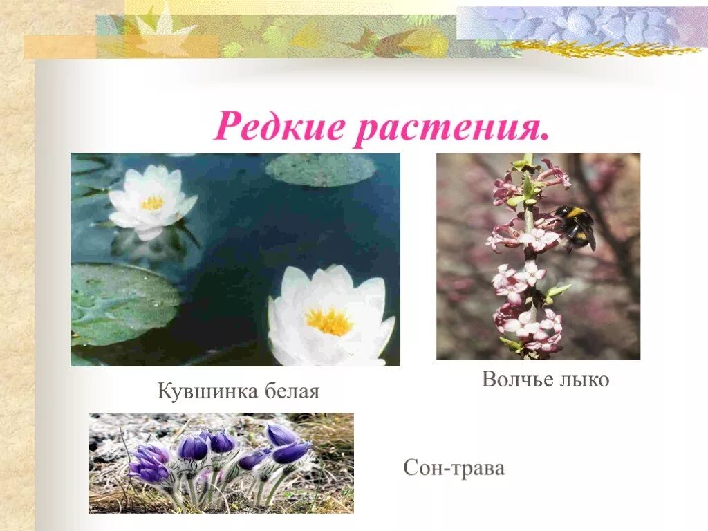 Назови несколько растений нуждающихся в охране. Растения нуждающиеся в охране. цветы которые нуждаются в охране. растения которые нуждаются в охране в россии. растения и животные нуждающиеся в охране.