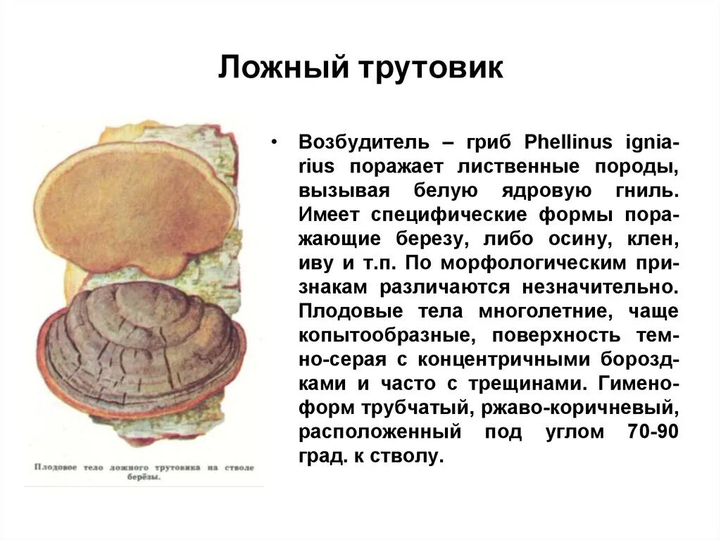 Ложный трутовик Phellinus igniarius. Трутовик ложный описание. Березовый гриб трутовик ложный. Трутовик ложный осиновый. Трутовик свойства