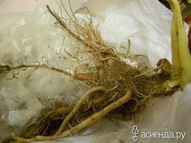 саженец яблони с корнями. корни многолетников. гнилые корни у орхидеи. хрен на грядке. фузариоз георгин.