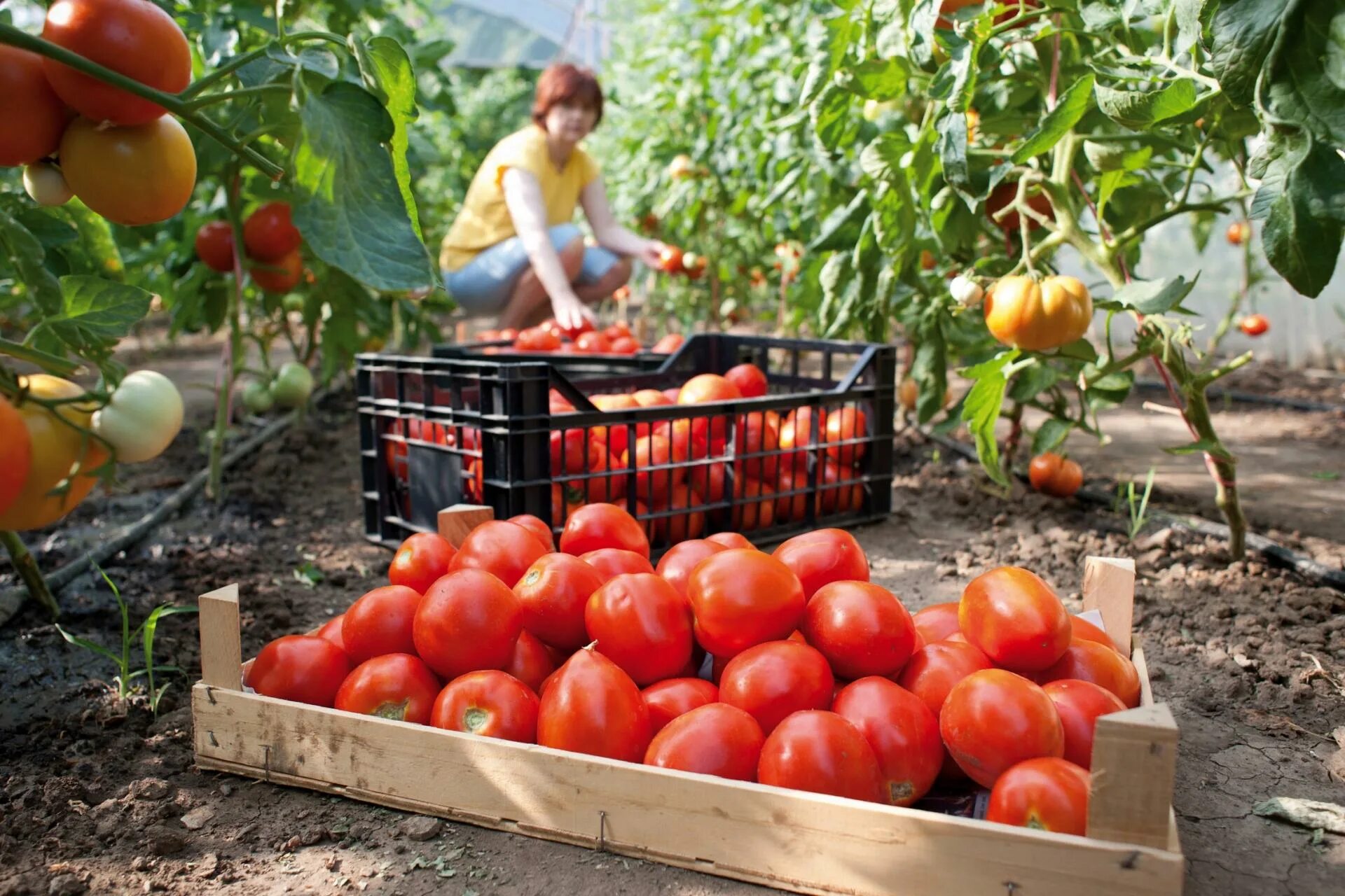 Урожай помидор в теплице. Овощи в теплице. Сбор урожая. Теплица с овощами. Теплица с томатами.