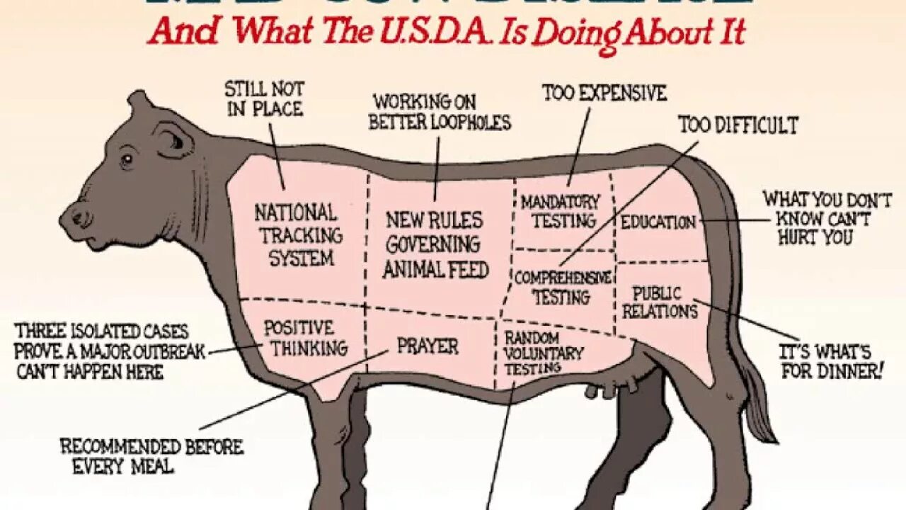 Корова белка. Mad cow товар. Инфекционные болезни крс. Mad cow disease in russian. Mad cow disease перевод.
