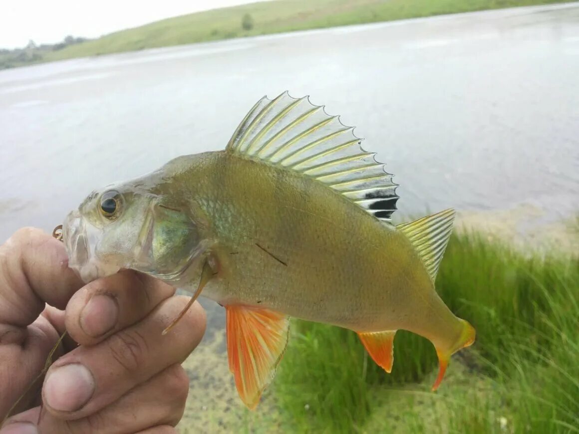 Окунь арт. Толстолобик карась карп амур судак. Щука и карась. Карп толстолобик белый амур. Золотой речной окунь.