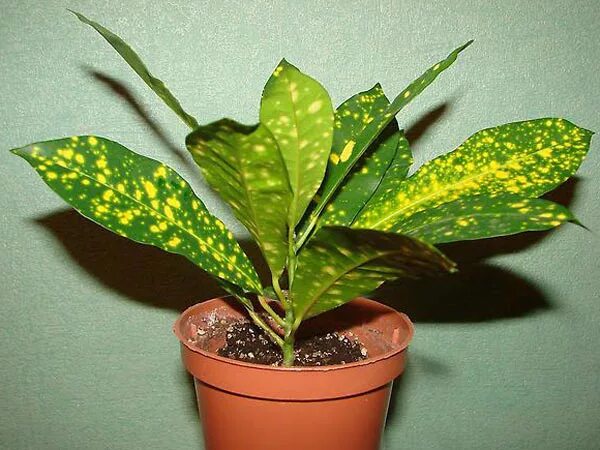 File:Codiaeum variegatum by El 1.jpg - Wikimedia Commons