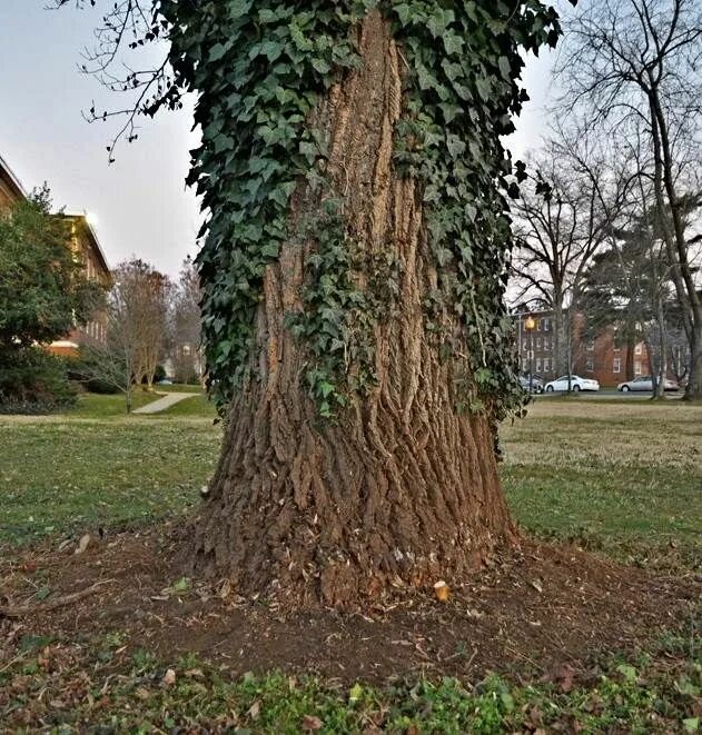 I like trees