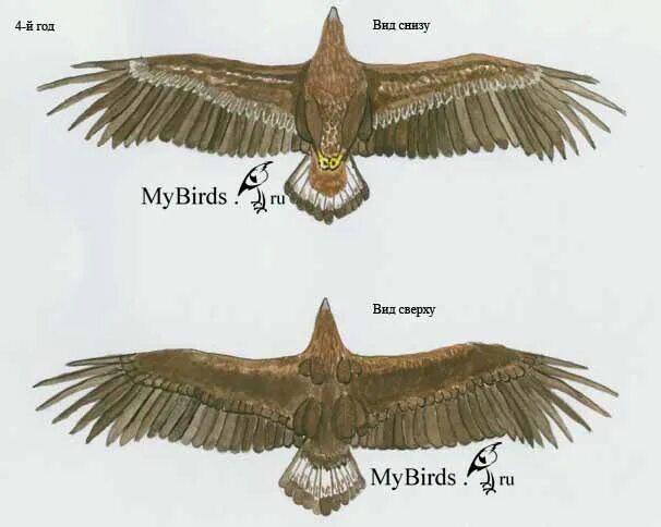 Сонного орла вид связи. Орел вид сверху. Голова орла вид сверху. Орел могильник и Беркут. Орел вид спереди.