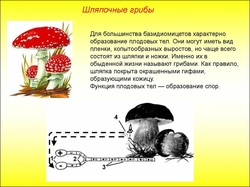 Какие грибы называют шляпочными 7 класс. Съедобные Шляпочные грибы доклад. Плодовое тело шляпочного гриба. Образование плодового тела гриба. Шляпочные грибы презентация.