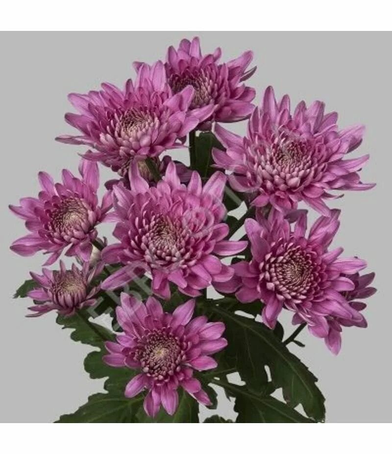 Хризантема кустовая зембла белая. Хризантема кустовая названия сортов. Хризантема кустовая stellini. Хризантема кустовая serenity. Хризантема кустовая лоллипоп.