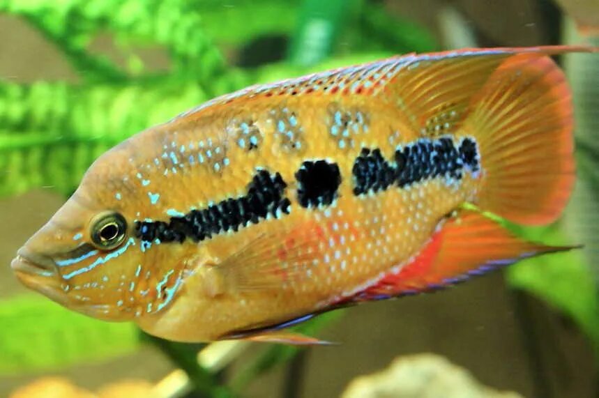 аквариумные рыбки отдам