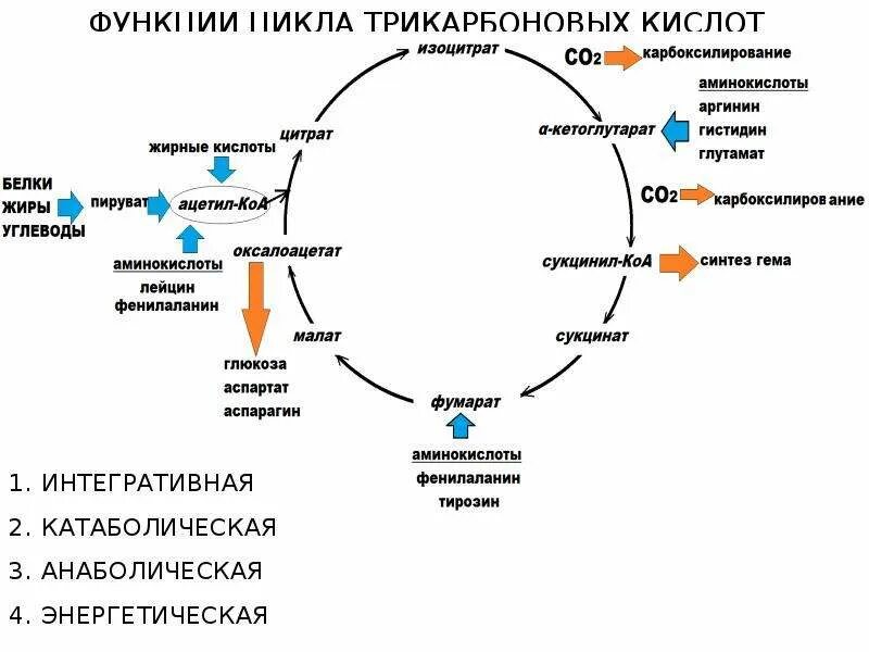 Цикл ди и трикарбоновых кислот. Цикл 3 карбоновых кислот. Цикл трех карбоновых кислот. Анаболическая роль цикла трикарбоновых кислот.