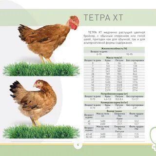 Тетра бройлер