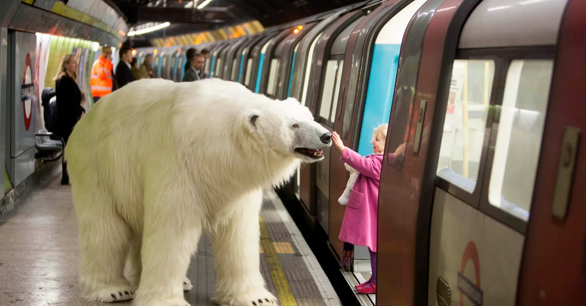 Самый большой белый медведь в мире. Белый медведь в метро. Приходить громадный