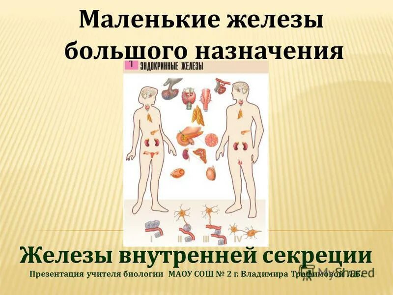 выводной проток слюнной железы. большие и малые слюнные железы строение расположение. небные малые слюнные железы. строение слюнных желез. протоки подчелюстной железы.