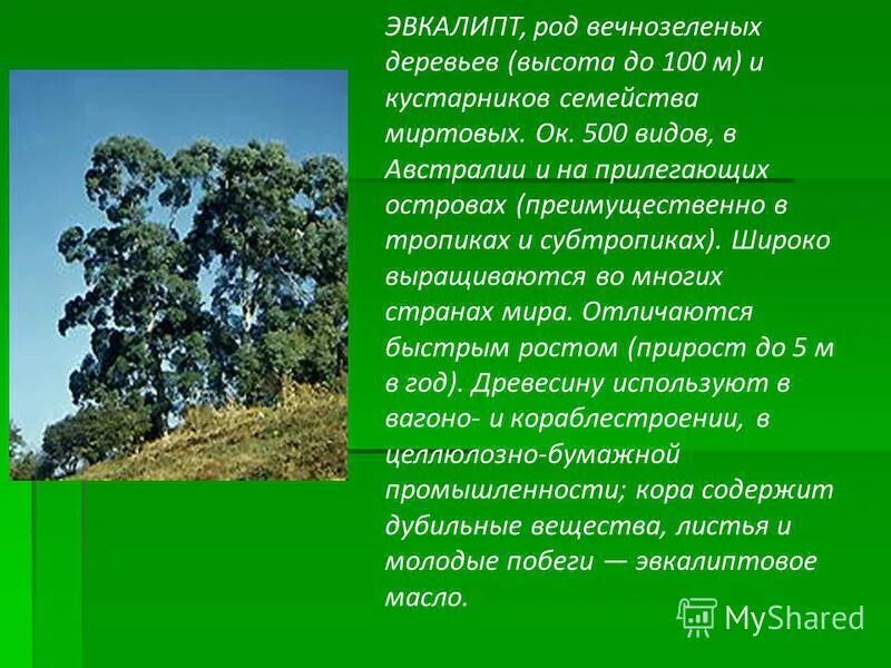 Род вечнозеленых кустарников и деревьев. Род вечнозеленых кустарников и деревьев