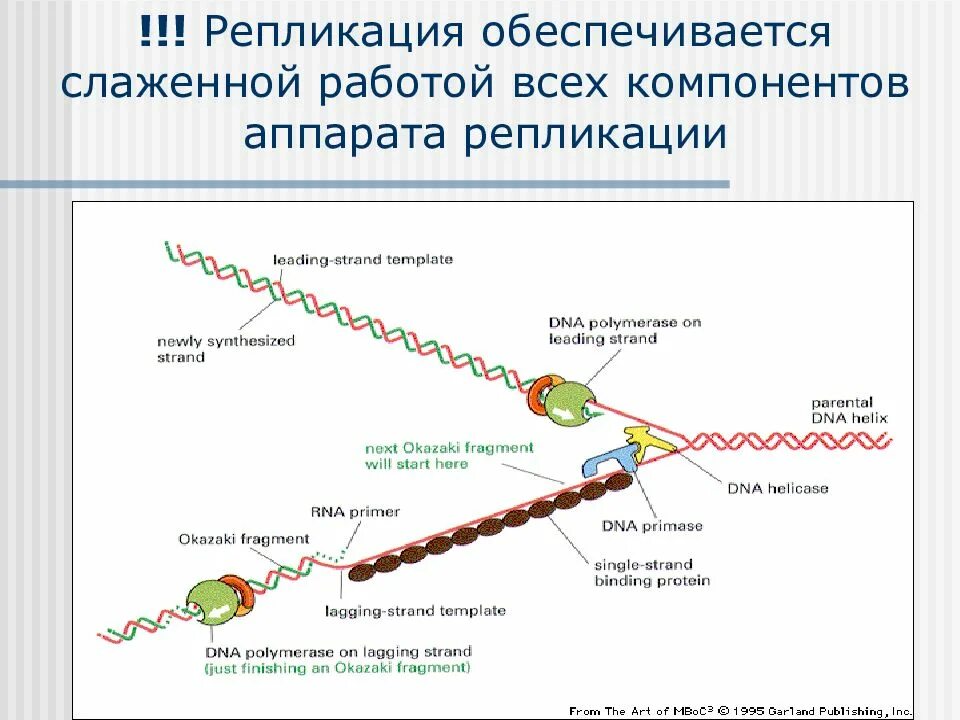 Проверка репликации. Аппарат репликации бактерий. репликационный аппарат клетки. белки репликации. репликация в клетке.