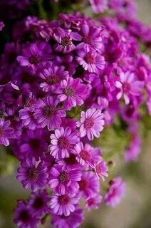 Very flowers