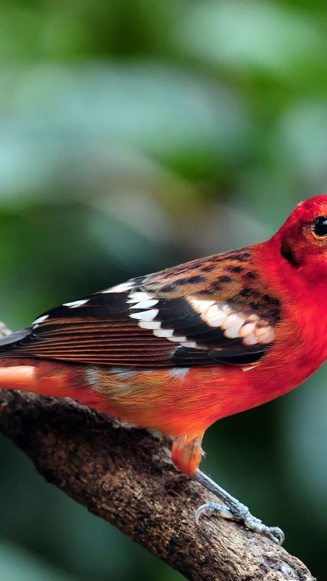 Как выглядит красная птица Red Avadavat / Amandava amandava / น ก ก ร ะ ต ด แ ด ง (male) by bambusabird on