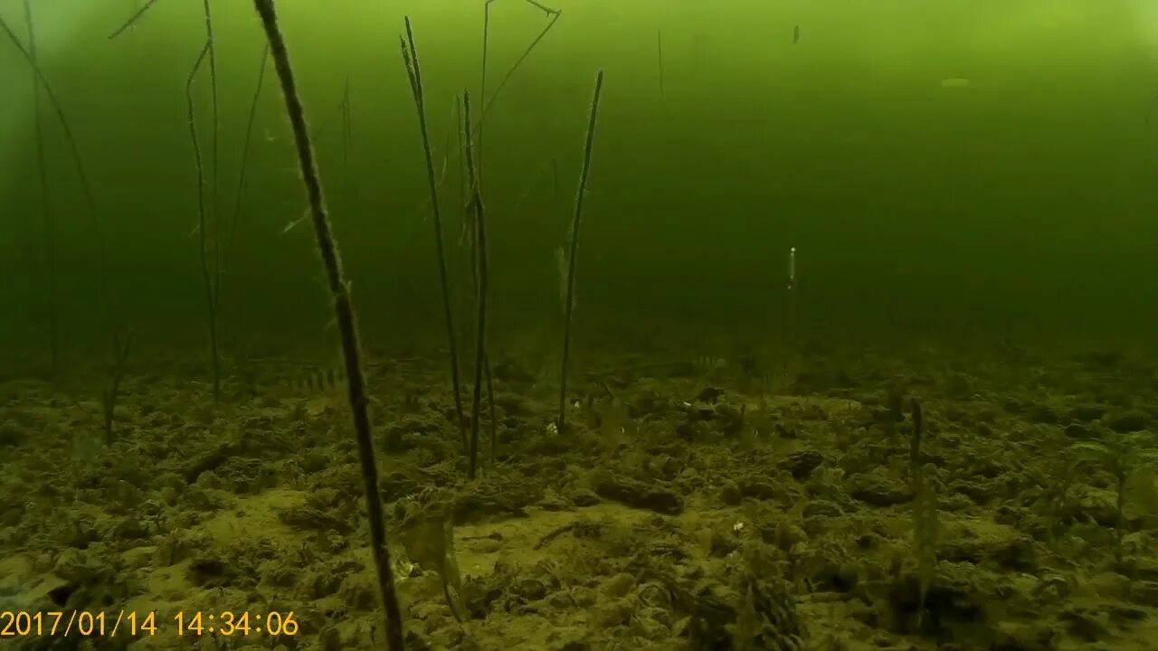 Гибрид карася и карпа. Карп под водой. Как клюет видео под водой. Как клюет видео под водой. Кефаль каспийская.