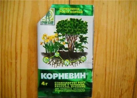 Можно ли полить рассаду корневином