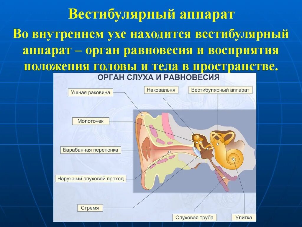 Вестибулярный аппарат является органом. Вестибулярны йаапарат. Вестибулярный аппарат человека. Структура отвечающая за положение тела в пространстве. Орган вестибулярного аппарата.