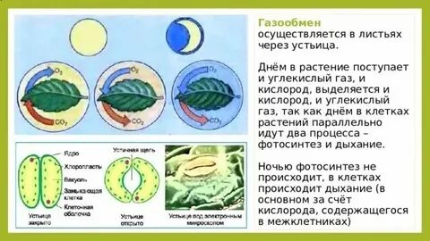 Процесс происходящий в растениях на свету