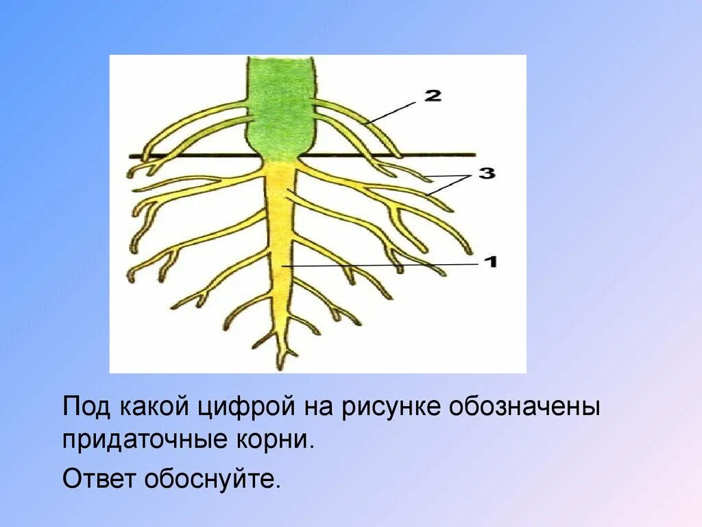 Боковой главный придаточный корневой. Придаточные корни. Боковые корни. Придаточные корни и боковые корни. Придаточные корни рисунок.