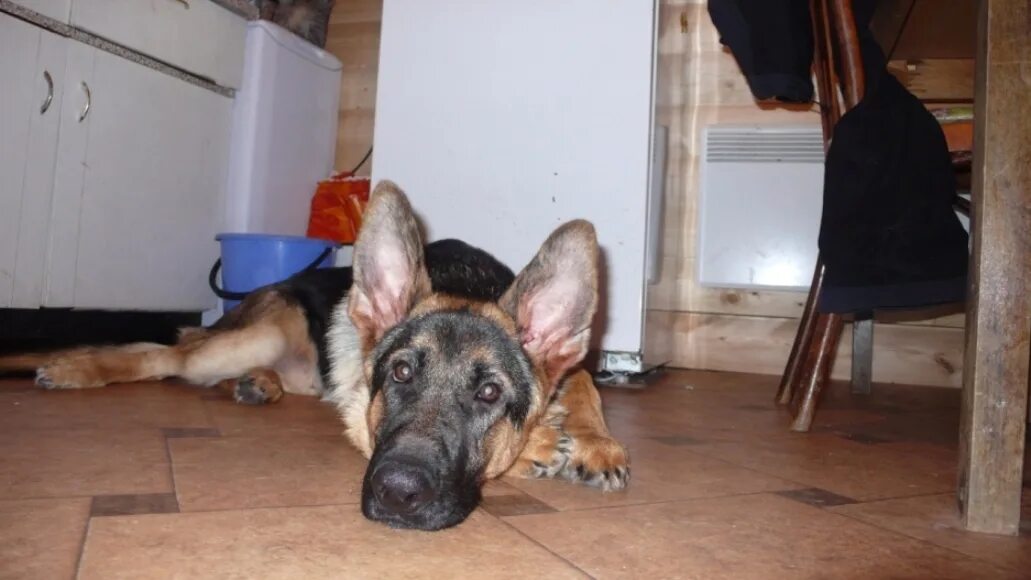 Уши овчарки. Стоят уши у щенка. Немецкая овчарка щенок 1 месяц гладкошерстный. Подклейка ушей немецкой овчарки. Собака немецкая овчарка гладкошерстная.