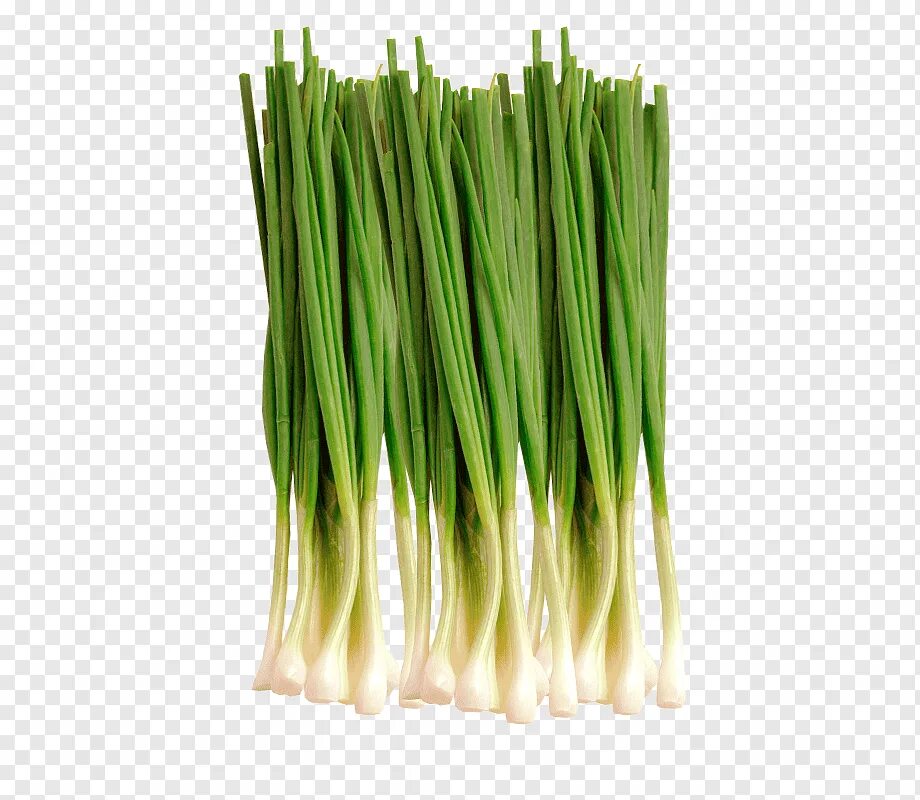 Scallion