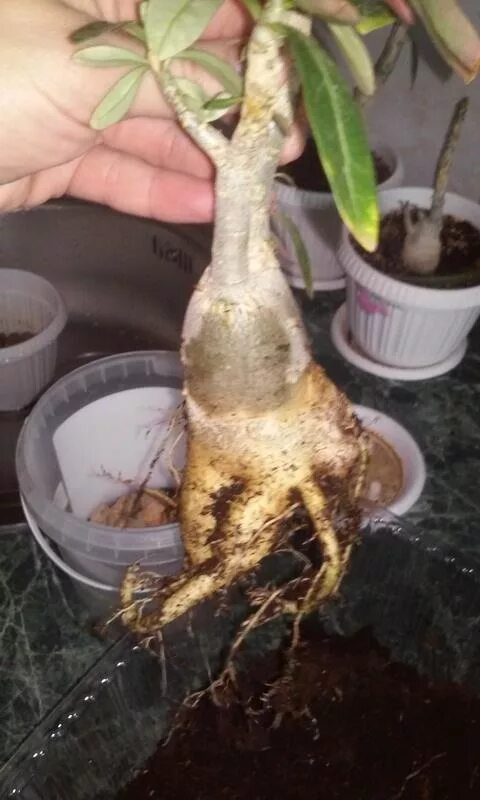 Адениум (adenium) или пустынная роза - экзотическое, декоративное, красивоцветущ
