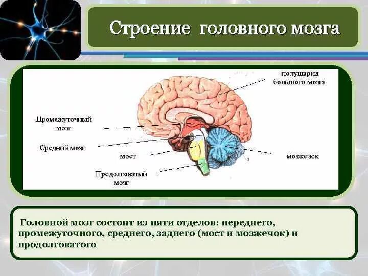 Головной мозг передний средний задний мозг. Отделы головного мозга расположение строение функции. Строение головного мозга человека схема с описанием. Головной мозг биология 8 класс. Задний отдел головного мозга состоит