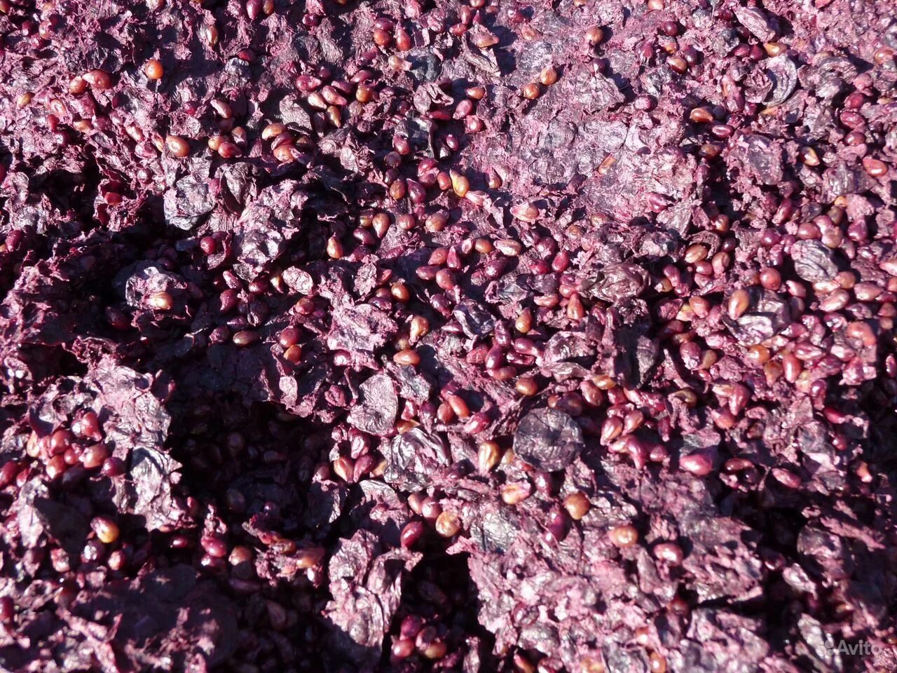 Кожура винограда. Мезга Виноградная. Grape Pomace. Мезга вино. Виноградная выжимка.