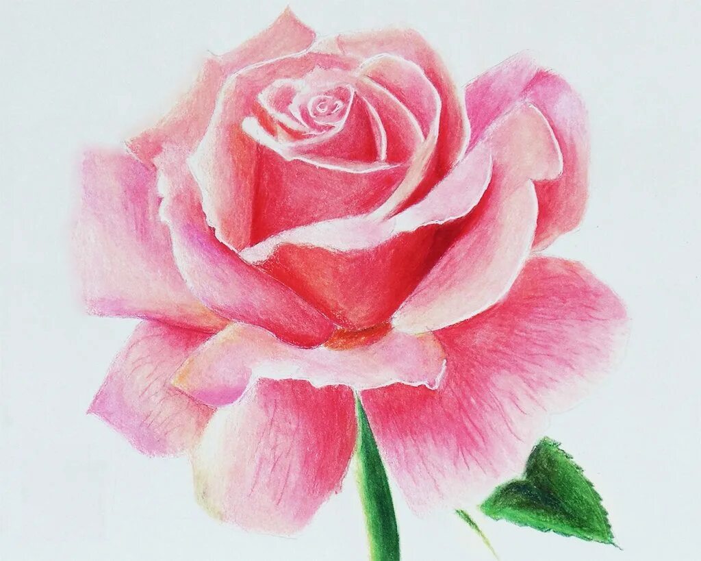 Цветы цветными карандашами. Цветы рисунок. Рисовать цветы. Рисунок розы для срисовки. Нарисовать розовый цветок