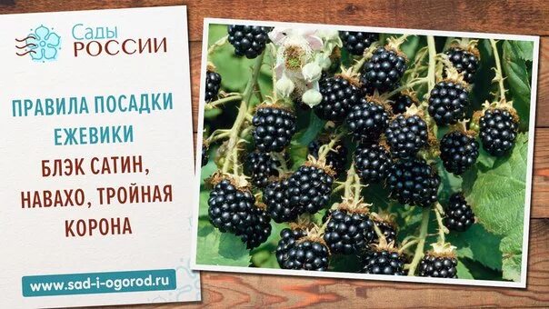 Ежевика Блэк сатин. Садовая ежевика Блэк сатин:. Ежевика Блэк сатин описание сорта. Ежевика сорт Блэк сатин.