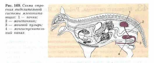 Какие почки у млекопитающих. Выделительная система млекопитающих схема. Схема строения выделительной системы птиц. Схема строения выделительной системы млекопитающих. Выделительная система млекопитающих 7 класс.