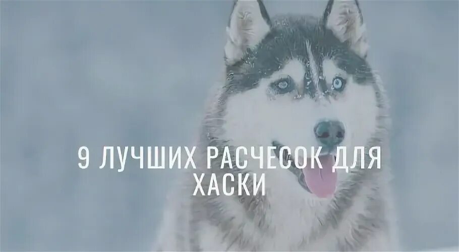 5 года. Описание хаски. Хаски собака питание. Собачьи питания для хаски. Витамины для хаски.