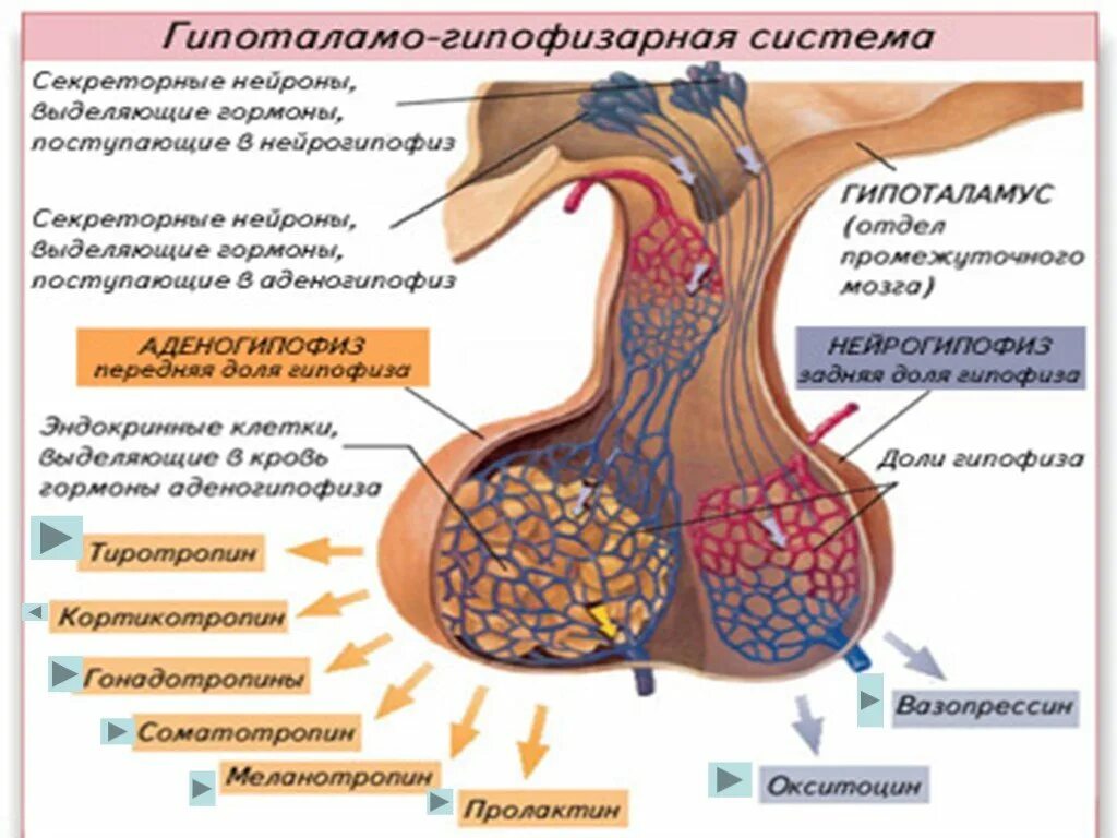 Гормоны передней доли гипофиза схема. Гормоны гипоталамо-гипофизарной системы. Гормоны гипоталамо-гипофизарной системы строение. Гипоталамо-гипофизарная система гормоны схема.