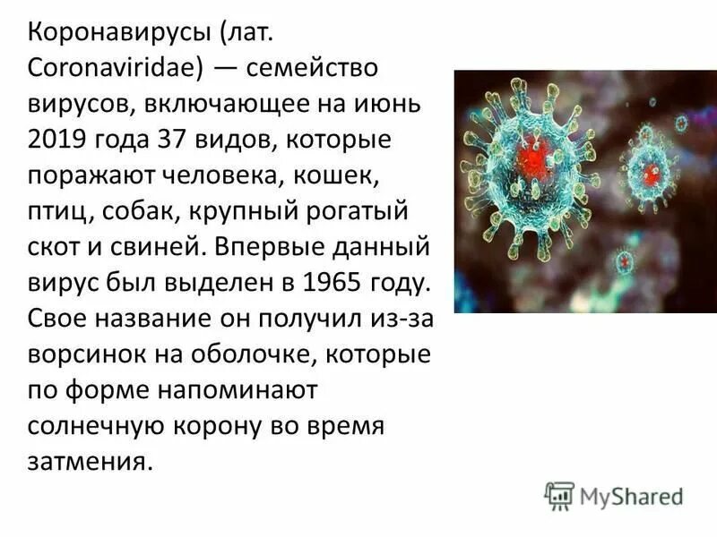 Коронавирус действующее. Коронавирус семейство. Семейства вирусов человека. Коронавирус семейство вирусов. Коронавирус описание вируса.