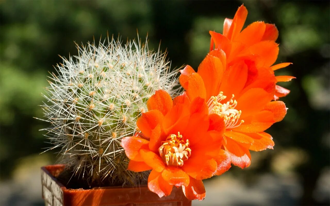 Cactus 10. Шаровидная Ребуция. Ребуция Кактус. Ребюция карликовая. Ребуция виды.