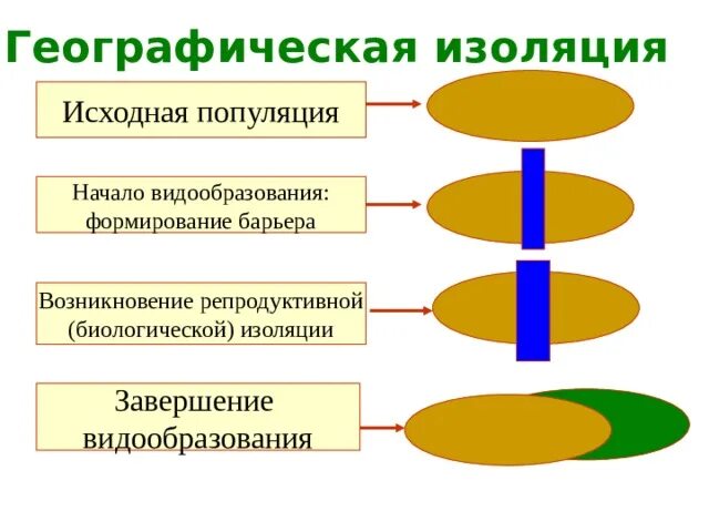 Этапы географической изоляции. Этапы экологического видообразования биология 9 класс. Этапы видообразования схема. Этапы географического видообразования биология 9 класс. Схема географического видообразования.