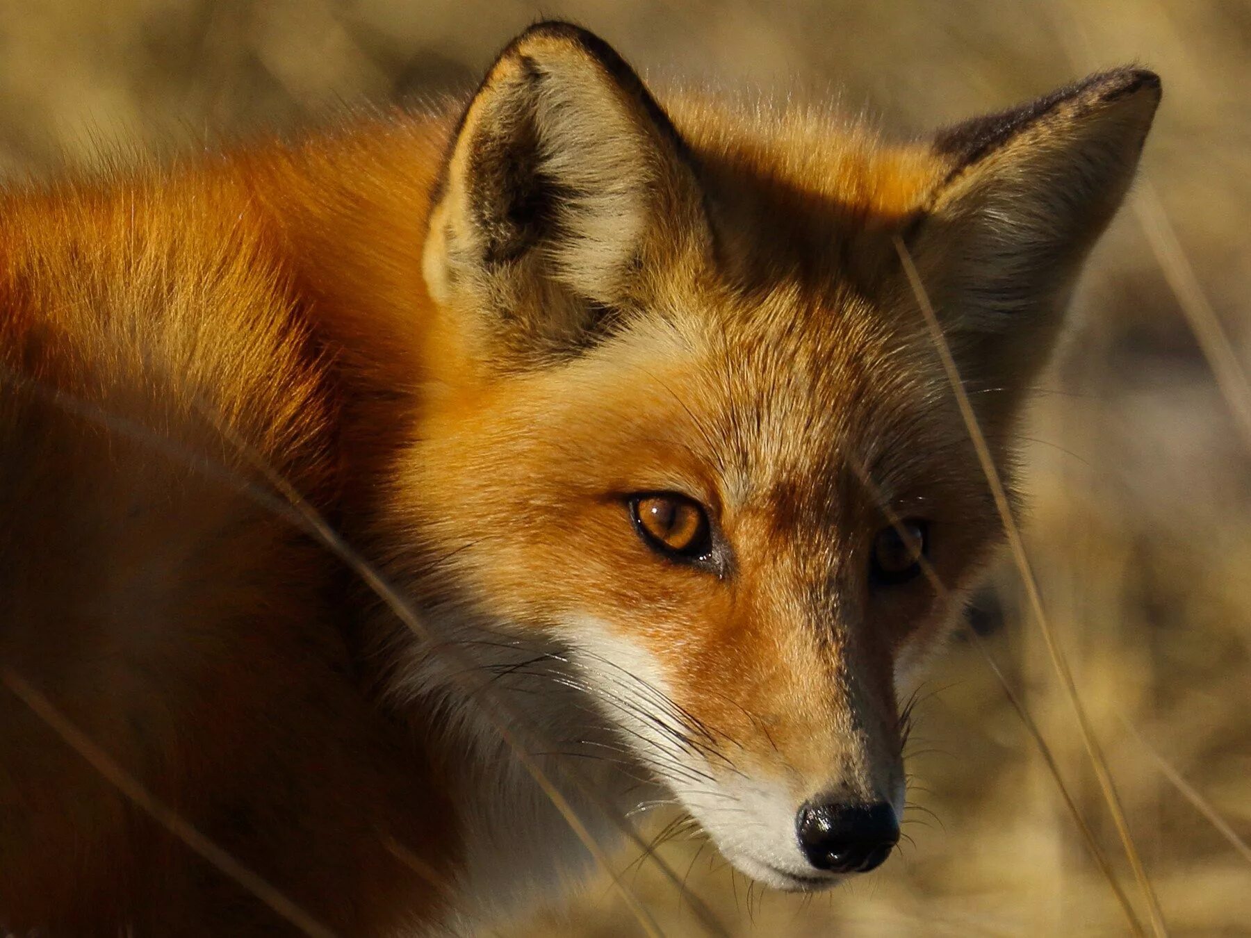 Огнёвка Вятская лиса. Лиса морда. Огневка лиса красная. Рыжая лиса. Red fox 3