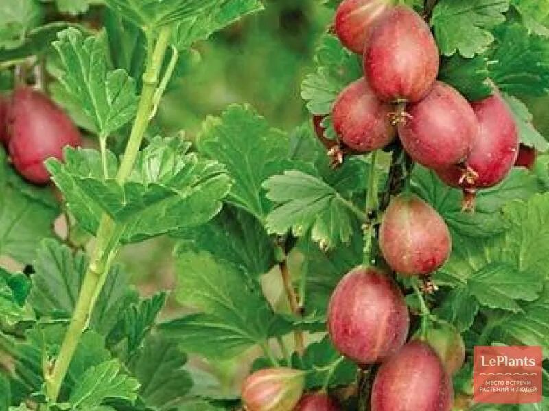 Крыжовник колобок фото. Крыжовники питомники. Крыжовник уральский изумруд. Крыжовник колобок. Крыжовники питомники.