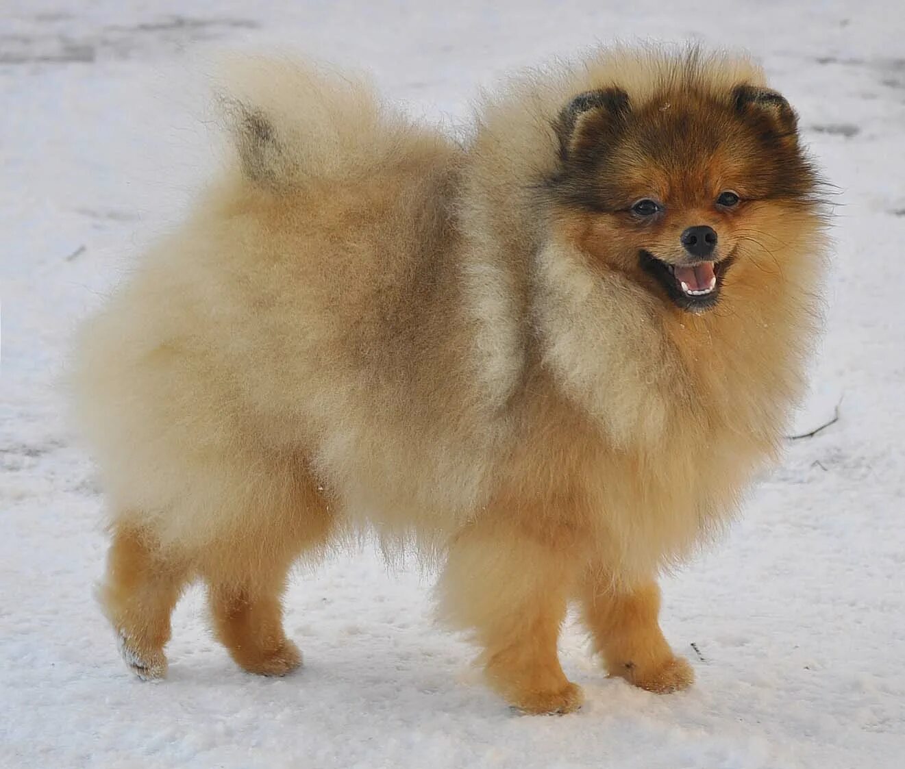 щенок шпица 7 месяцев. щенок шпица 7 месяцев. померанский шпиц 4 месяца. немецкий шпиц 6. малый немецкий шпиц 5 месяцев.
