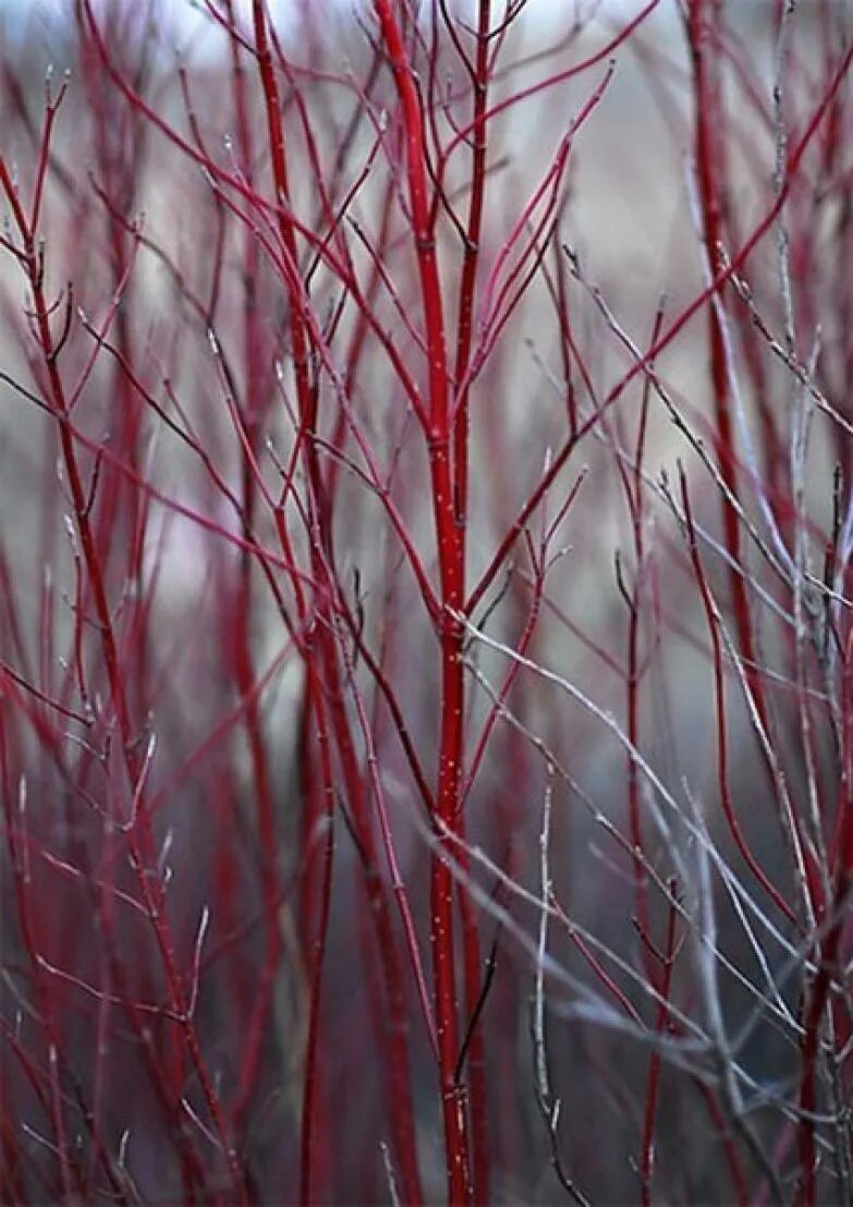 Бордовые ветви это. Когда на темно красных ветках появляются. Красные ветви. Кустарник с красными ветками. Дерен белый элегантиссима.