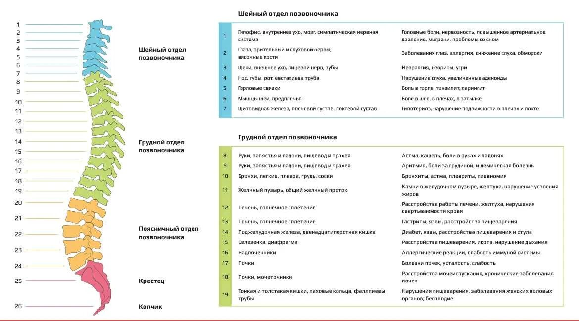 Строение позвоночника по отделам человека с расшифровкой. Позвоночник человека строение нумерация позвонков. Позвоночник с обозначением позвонков. Нумерация позвонков грудного отдела. Строение позвоночника с номерами позвонков.