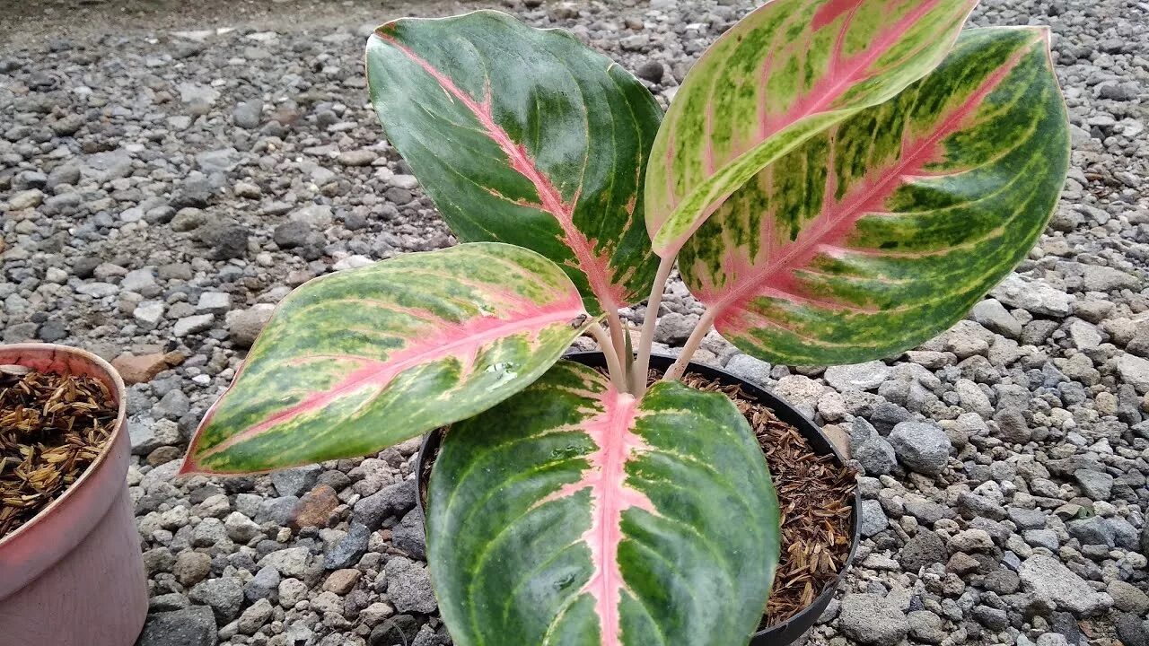 Аглаонема 1000 карат. Аглаонема тигрис. Аглаонема карат. Аглаонема карат. Аглаонема 10 карат.