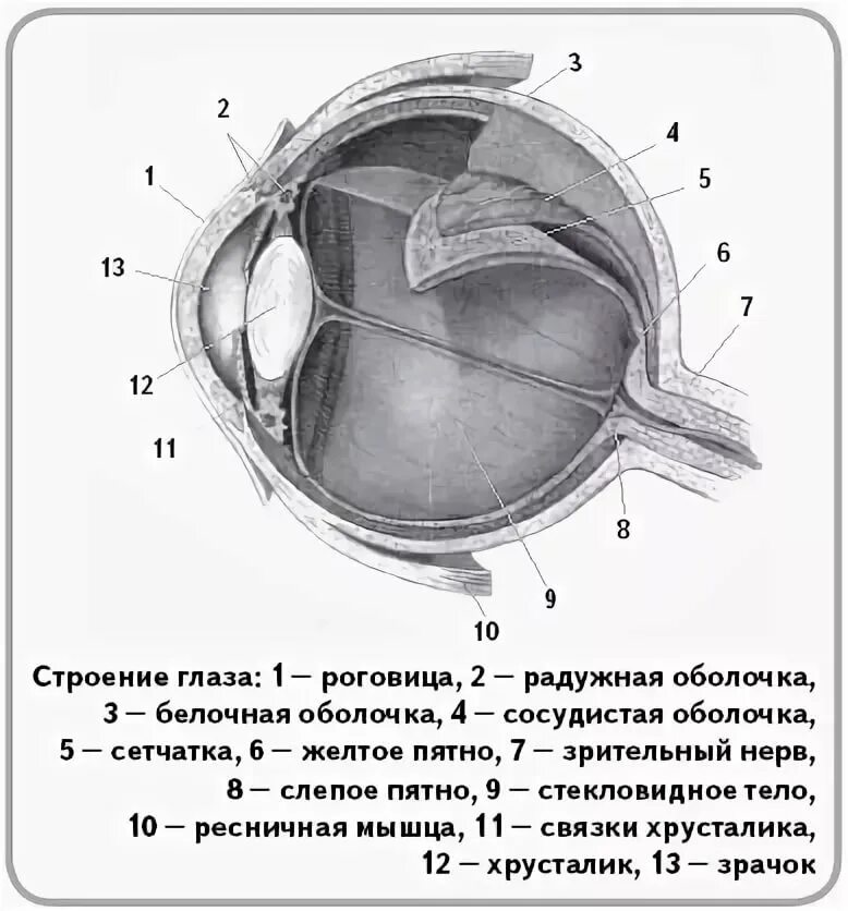 Егэ глаз задания. Зрительный анализатор строение и функции глаза. Анализатор строение и функции глаза. Схема анализатора зрения. Анализаторы зрительный анализатор строение.